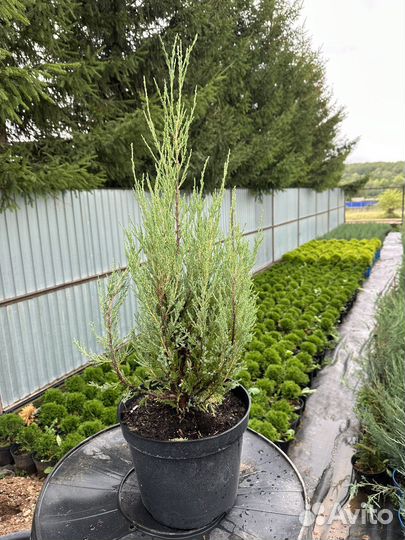 Можжевельник Блю-Эрроу 60-80