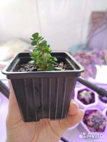 Суккуленты