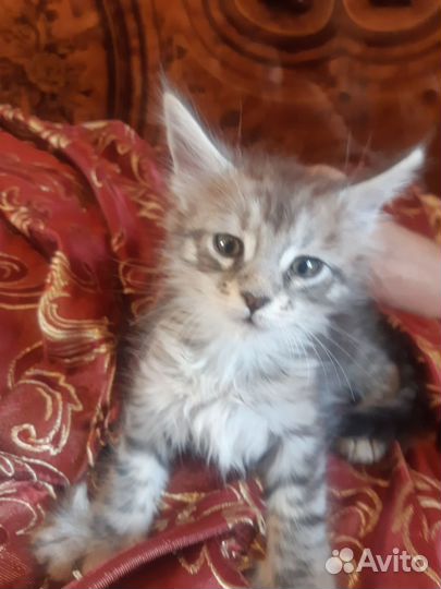 Котята мейн-кун