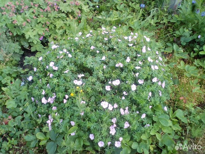 Многолетники: герань(6 сортов), ромашка, кореопсис