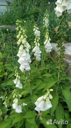 Наперстянка белая