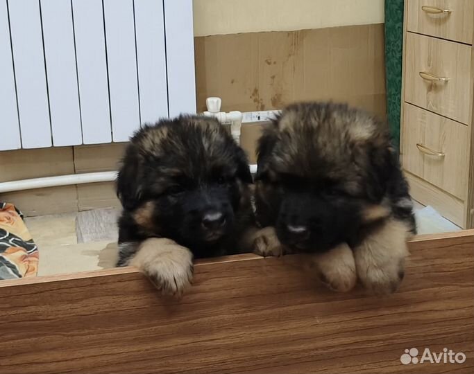 Немецкая овчарка