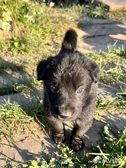 Лайка химера (гетерохром)