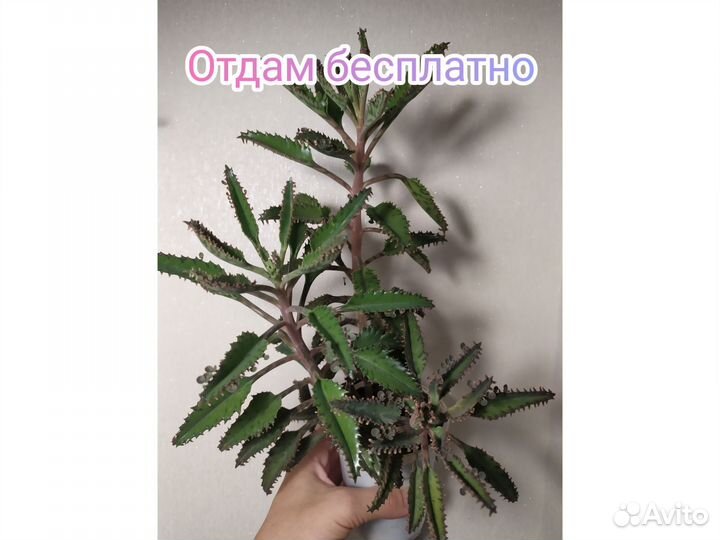 Суккуленты цветы