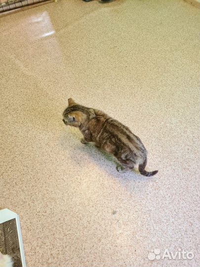 Стерилизованная кошечка в добрые руки. Контактные