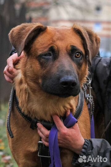 Фокс ищет дом