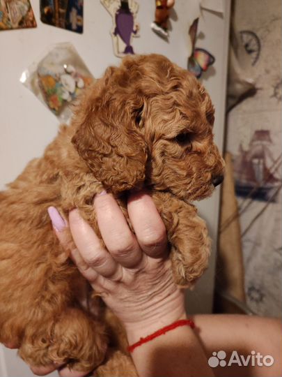 Пудель щеночки