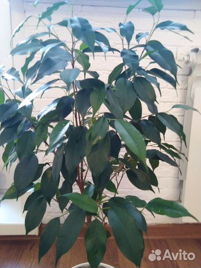 Фикус бенджамина
