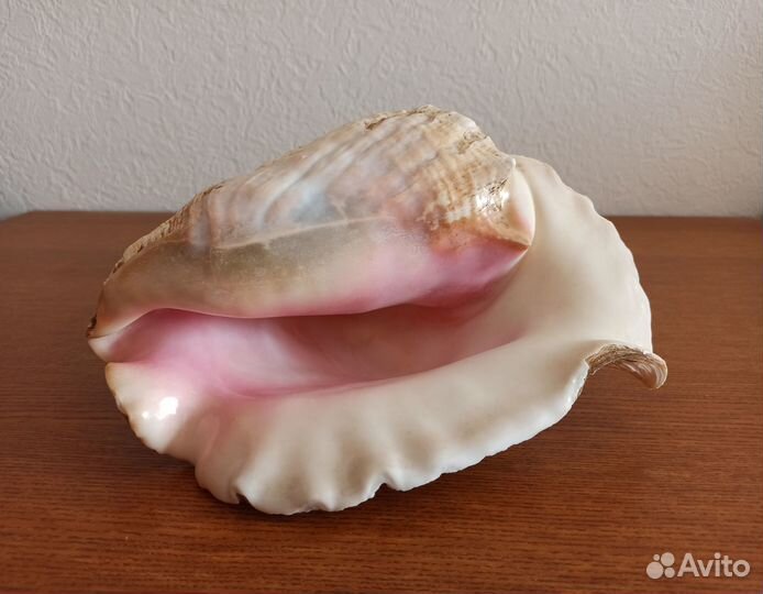 Ракушка океаническая, Куба