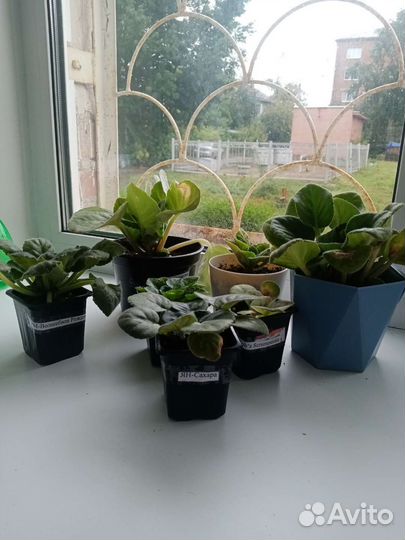 Сортовые фиалки