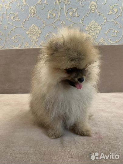 Померанский шпиц мини