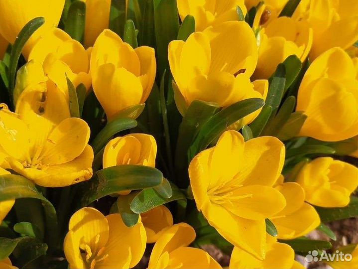 Луковицы крокусов