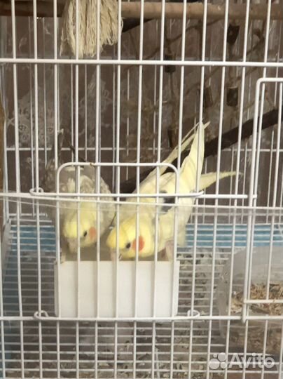 Попугай корелла с большой клеткой