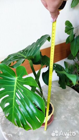 Комнатные цветы, растения для офиса