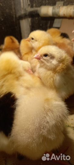 Цыплята домашние суточные и подрощенные, бройлеры