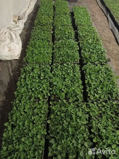 Рассада цинерарии гибридной