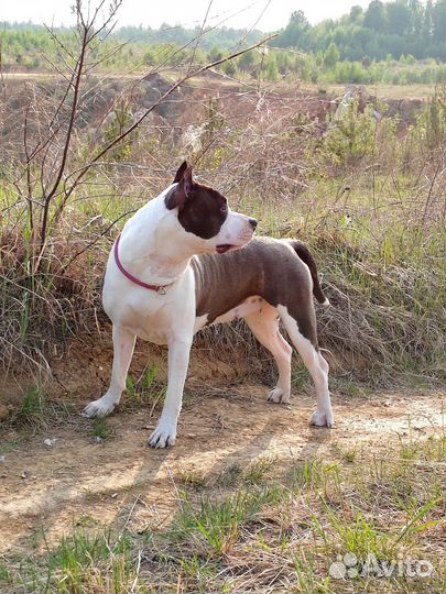 Амстафф щенки