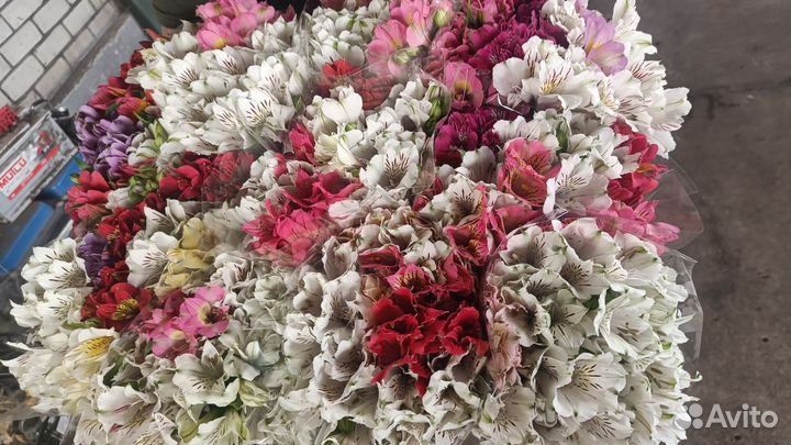 Альстромерия