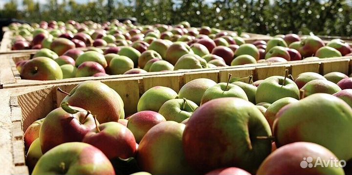 Работа по сборке яблок. Вахта