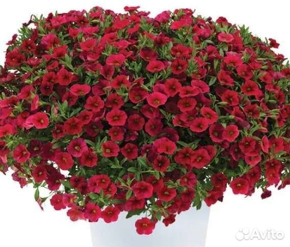 Рассада цветов (черенки петуния, калибрахоа и др.)