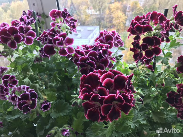Герань Пеларгония Королевская