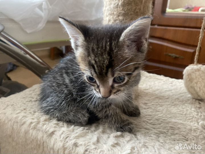 Котенок ласковый мальчик домашний