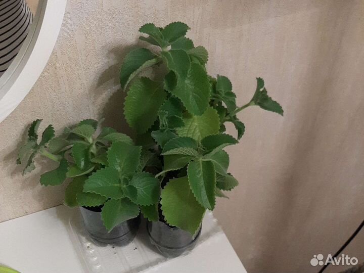 Плектрантус