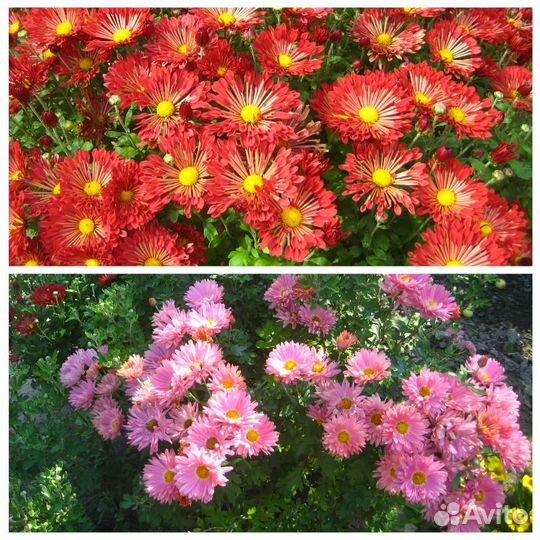 Садовые многолетники