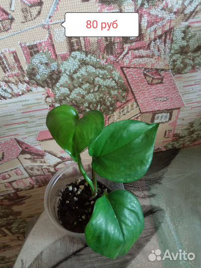 Сциндарсус