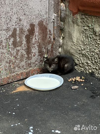 Кошка в дар бесплатно