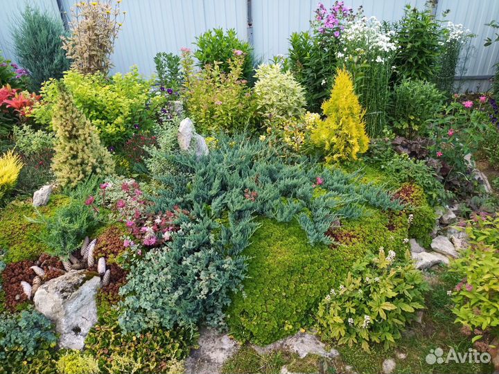 Набор почвопокровников