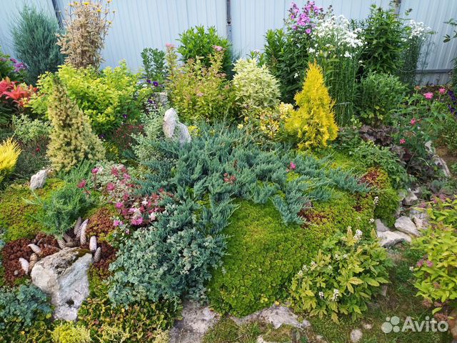 Набор почвопокровников