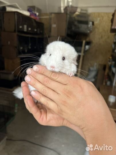 Шиншилла Белый Вильсона