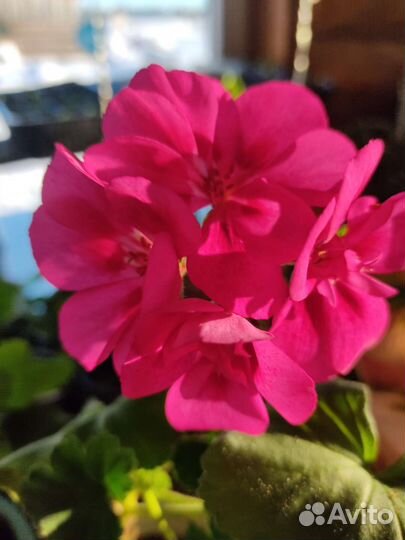 Пеларгония герань