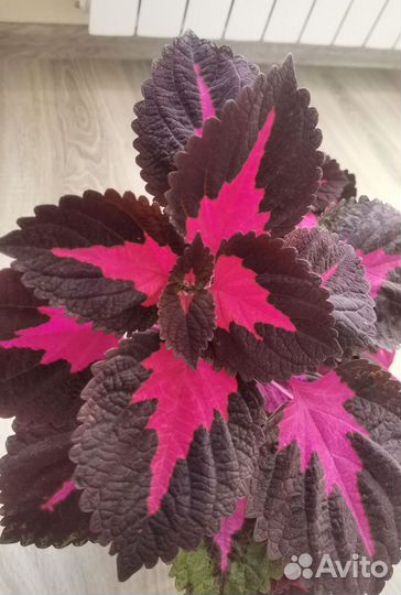 Колеусы вегетативные