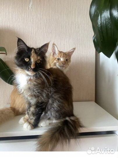 Трехцветная кошечка мейнкун