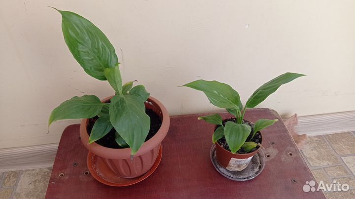 Спатифиллум