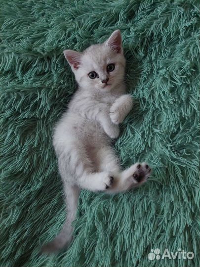 Шотландский котёнок