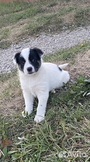 Дворняжка маленькая