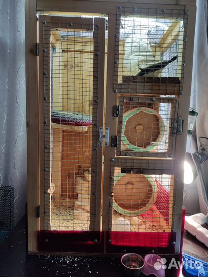 Белки дегу (Чилийская белка)