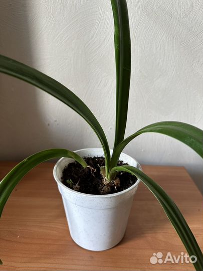 Комнатные цветы Лилия гиппеаструм