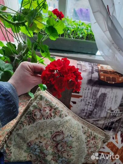 Герань.Тёщин язык, гиппеаструм