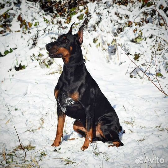 Вязка Доберман