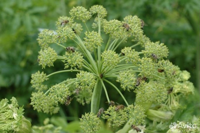 Мёд Алтайский опт