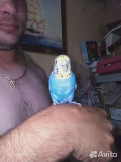 Волнистый попугай с клеткой