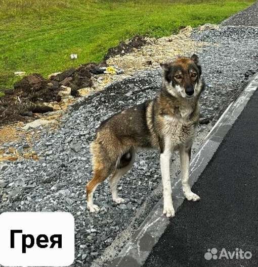 Собака в добрые руки