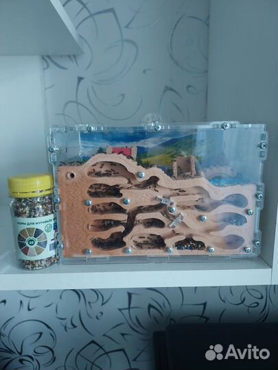 Муравьи жнецы