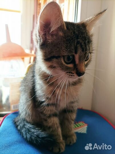 Котенок в добрые руки