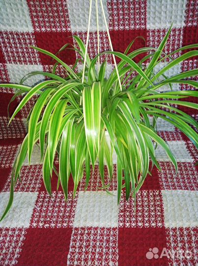 Хлорофитум