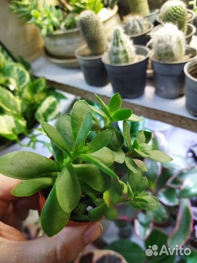 Крассулы вар. Минор и др